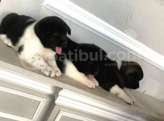 Amerikan Akita Yavrusu görsel