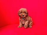 Toy Boy Poodle Bebeklerimiz
