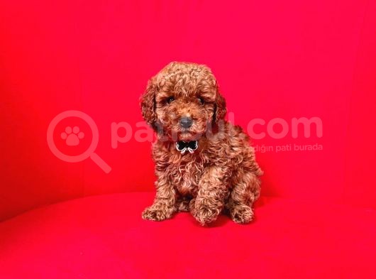 Toy Boy Poodle Bebeklerimiz görsel
