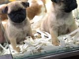 Sevi̇mli̇ Pug Yavrulari Von Alp Garanti̇si̇yle
