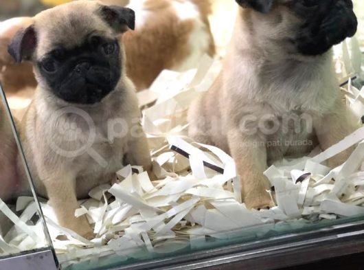 Sevi̇mli̇ Pug Yavrulari Von Alp Garanti̇si̇yle görsel