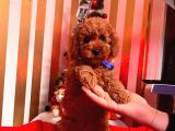 ORJİNAL TOY POODLE YAVRULAR