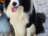 Zeki Border Collie Yavrularımız