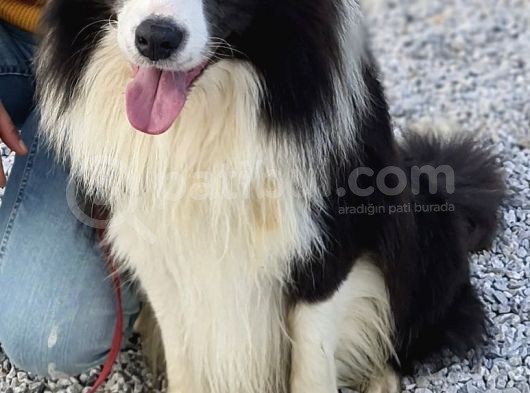 Zeki Border Collie Yavrularımız görsel