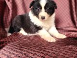Zeki border collie yavrularımız