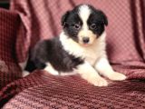 Zeki Border Collie Yavrularımız