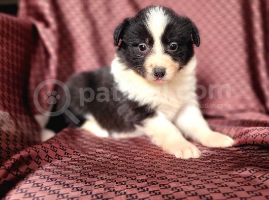 Zeki Border Collie Yavrularımız görsel