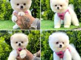 Show Kalite Pomeranian Boo Yavrular