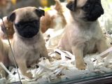 SEVİMLİ PUG YAVRULARI VON ALP GARANTİSİYLE