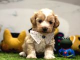 Dizayn Irk Sevimli Maltipoo Yavrular
