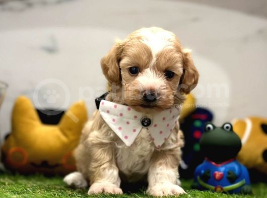 Dizayn Irk Sevimli Maltipoo Yavrular görsel