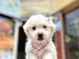SAFKAN MALTESE TERRİER