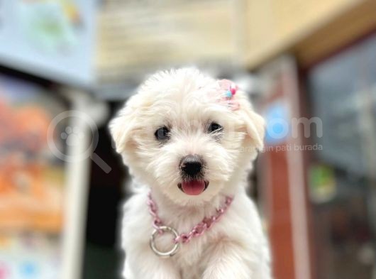 Safkan Maltese Terri̇er