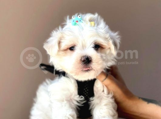 Güzel Yüzlü Maltese Bebekler görsel