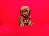 toy boy poodle bebeklerimiz