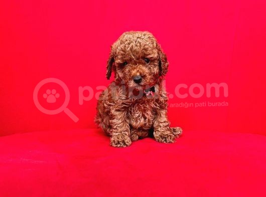 Toy Boy Poodle Bebeklerimiz