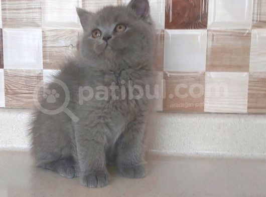 Safkan Ayi Surat Bri̇tti̇sh Shorthai̇r görsel