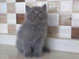SAFKAN AYI SURAT BRİTTİSH SHORTHAİR