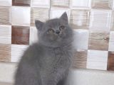 Safkan Ayi Surat Bri̇tti̇sh Shorthai̇r
