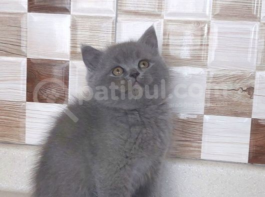 Safkan Ayi Surat Bri̇tti̇sh Shorthai̇r görsel