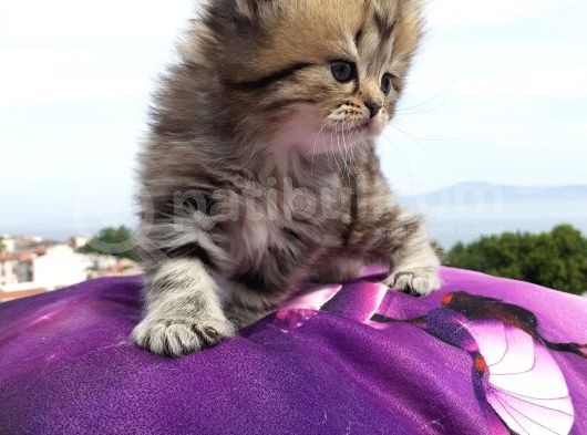 Di̇şi̇ Chi̇nchilla 2000 görsel
