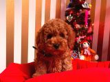 Orji̇nal Toy Poodle Yavrular