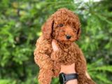 RED BROWN TOY POODLE YAVRULARIMIZ