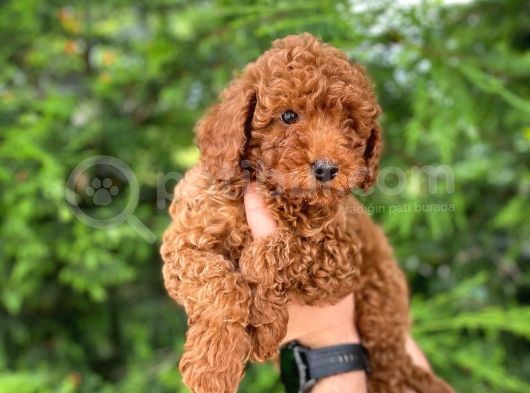 Red Brown Toy Poodle Yavrularimiz