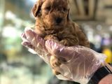 Mükemmel Irktaki̇ Poodle Yavrulari Von Alp Garanti̇si̇yle