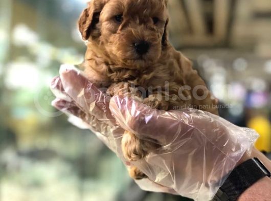 Mükemmel Irktaki̇ Poodle Yavrulari Von Alp Garanti̇si̇yle görsel