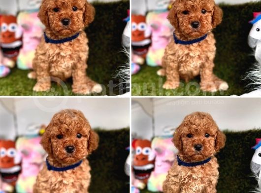 Toy Poodle Yavrulari görsel