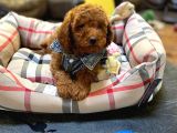 Red Brown Toy Poodle Yavrularimiz