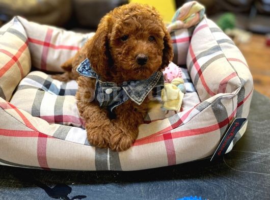 Red Brown Toy Poodle Yavrularimiz görsel