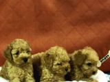 Von Alp Garanti̇si̇yl Toy Poodle Yavrulari