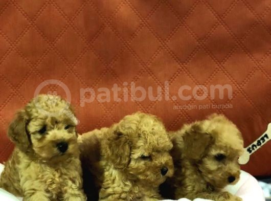 Von Alp Garanti̇si̇yl Toy Poodle Yavrulari görsel