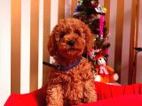 Orji̇nal Toy Poodle Yavrular