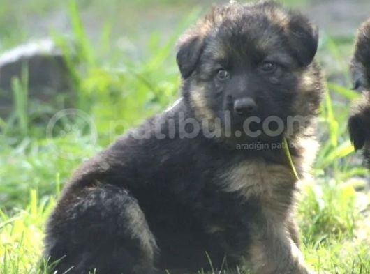 Muhteşem Alman Çoban Köpeği Yavruları görsel