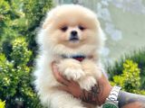 Ayıcık Surat Pomeranian Yavrular