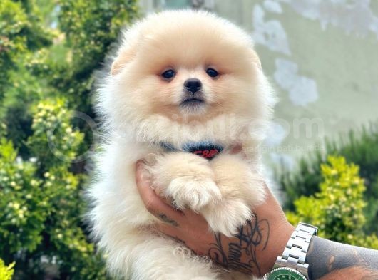 Ayıcık Surat Pomeranian Yavrular görsel