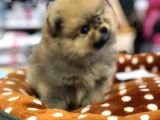 Vonalp Pet Garanti̇si̇yle Pomeri̇an Boo Yavrulari