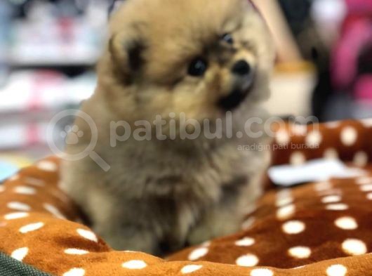 Vonalp Pet Garanti̇si̇yle Pomeri̇an Boo Yavrulari görsel