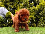 Red Brown Dişi Erkek Toy Poodle Yavrularımız