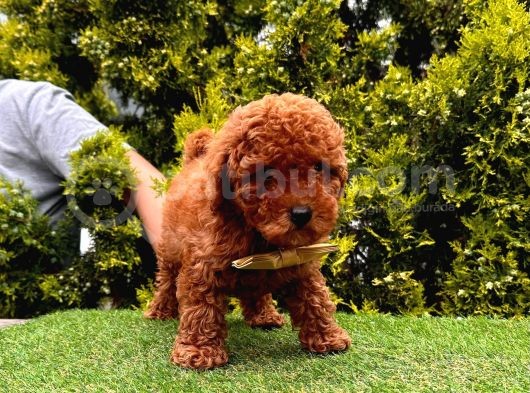 Red Brown Dişi Erkek Toy Poodle Yavrularımız görsel