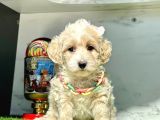 orjinal anne babadan maltipoo yavrular
