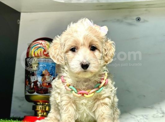 Orjinal Anne Babadan Maltipoo Yavrular