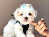 güzel yüzlü maltese bebekler