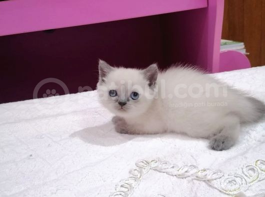 Blue Poi̇ntdi̇şi̇ Bebeği̇m görsel