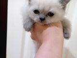 Blue Poi̇ntdi̇şi̇ Bebeği̇m