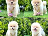 Show Kalite Pomeranian Boo Yavrular