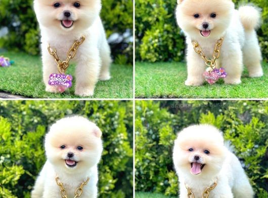 Show Kalite Pomeranian Boo Yavrular